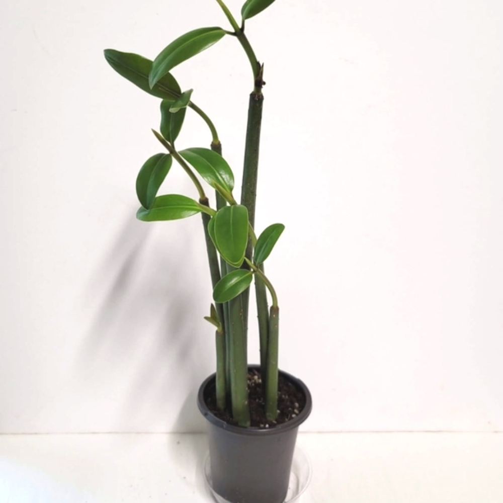 Five Mangrove Plants In A Four Inch Pot. Aquarium  And Terrarium Plants.